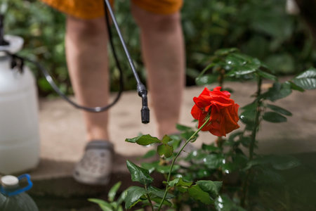 Close-up of the tip of the pesticide sprayer. An elderly woman sprays a stream of chemicals on...