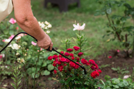 Close-up of the tip of the pesticide sprayer. An elderly woman sprays a stream of chemicals on flowers from insect pests. Blurred background.の写真素材