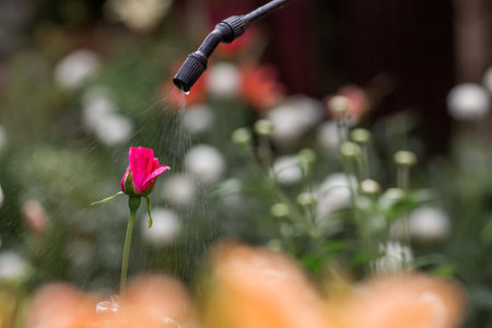 Close-up of the tip of the pesticide sprayer. An elderly woman sprays a stream of chemicals on flowers from insect pests. Blurred background.の写真素材