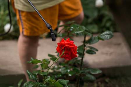 Close-up of the tip of the pesticide sprayer. An elderly woman sprays a stream of chemicals on flowers from insect pests. Blurred background.の写真素材