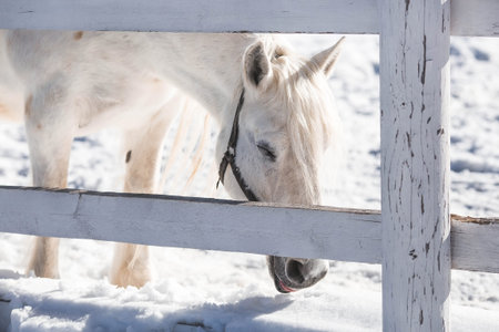 A beautiful portrait of a white horse in a paddock on a ranch on a winter morning, on a private...