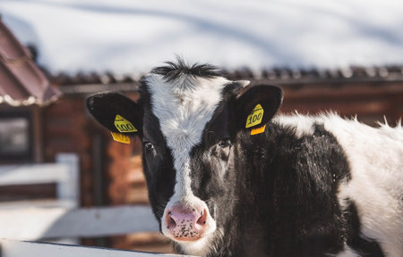Livestock. The cow is in the pen. The concept of animal husbandry and rural life. Chipping of animals. Chips in the ears of a cow. A pet on a private eco-farm. Agricultural industry.の写真素材
