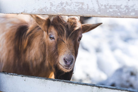 Livestock. The goats are in the pen. The concept of animal husbandry and rural life. Portrait of a...