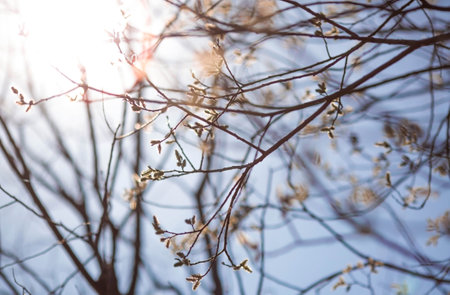 Spring, wallpaper with nature. Tree branches in close-up. New spring foliage appears on the branches. A tree or shrub that is budding. Seasonal forests, blurred background.の写真素材