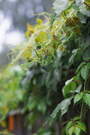 Natural freshness. The texture of a plant with raindrops. Natural green background. Summer rain.の写真素材