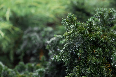 Natural freshness. The texture of a plant with raindrops. Natural green natural background. A coniferous tree species. Summer rain.の写真素材
