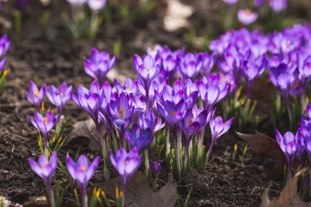 The first spring flowers. Purple crocuses (lat. Crocus) close-up in the morning sunlight.の写真素材