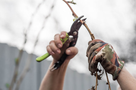 Spring work in the garden. The gardener's hand with a pruner. Pruning raspberry and blackberry bushes with pruning shears. Cottage and vegetable garden, gardening, bush care.の写真素材