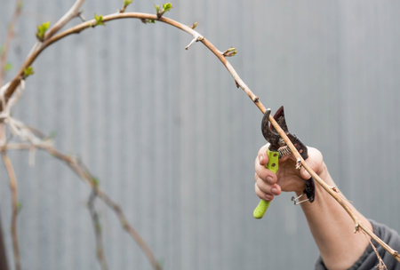 Spring work in the garden. The gardener's hand with a pruner. Pruning raspberry and blackberry...