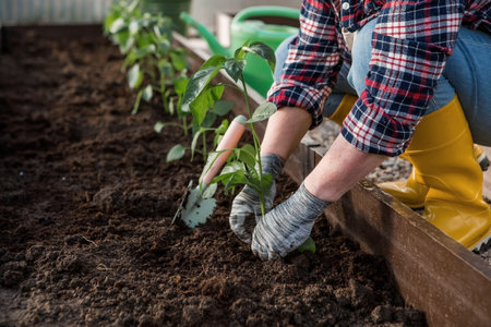 The hands of an elderly woman are holding a young plant in the ground. Bulgarian pepper seedlings are planted in the soil. Close-up. The concept of spring planting of vegetables and agriculture.の写真素材