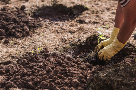 The hands of an elderly woman hold a young plant in the ground. Pumpkin seedlings are planted in the ground. Close-up. The concept of spring planting of vegetables and agriculture.の写真素材
