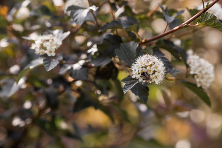 Viburnum pemphigus (Physocarpus opulifolius). A shrub blooming with small white flowers.