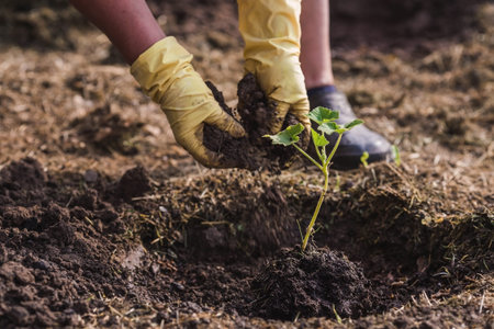 The hands of an elderly woman hold a young plant in the ground. Pumpkin seedlings are planted in the...
