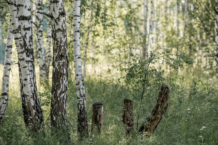 Summer landscape. Russian nature and culture. Beautiful background of a birch grove. Birch with budding leaves.の写真素材
