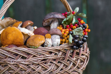 Noble edible mushrooms. Assorted mushrooms in a beautiful wicker basket in a birch forest. Beautiful texture of the natural background.の写真素材