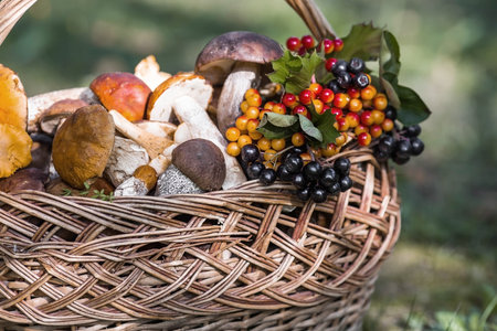 Noble edible mushrooms. Assorted mushrooms in a beautiful wicker basket in a birch forest. Beautiful texture of the natural background.の写真素材