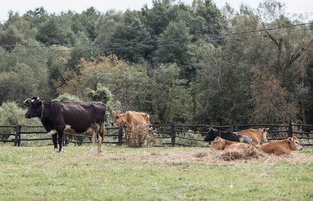 Livestock. Cows graze in a meadow. The concept of animal husbandry and rural life. Chipping of...