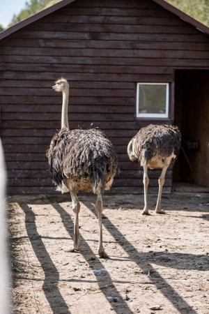 Poultry. Portrait of an ostrich in a pen. The concept of animal husbandry and rural life. Close-up....