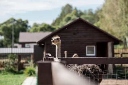 Poultry. Portrait of an ostrich in a pen. The concept of animal husbandry and rural life. Close-up. A pet on an eco-farm. Agricultural industry.の写真素材