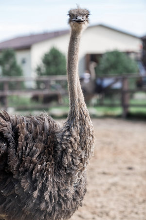 Poultry. Portrait of an ostrich in a pen. The concept of animal husbandry and rural life. Close-up. A pet on an eco-farm. Agricultural industry.の写真素材