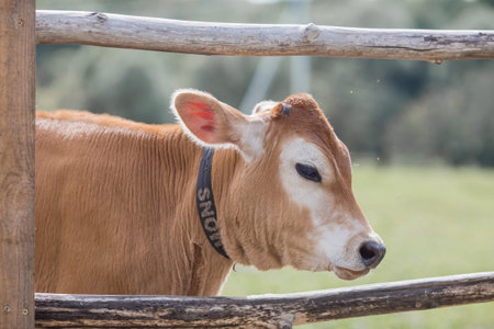 Livestock. Cows graze in a meadow. The concept of animal husbandry and rural life. Chipping of...
