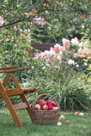 A wicker basket full of fresh fruit. Basket with red apples. Beautiful sunlight. Autumn harvest, harvesting or harvesting.の写真素材