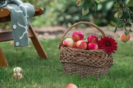 A wicker basket full of fresh fruit. Basket with red apples. Beautiful sunlight. Autumn harvest,...