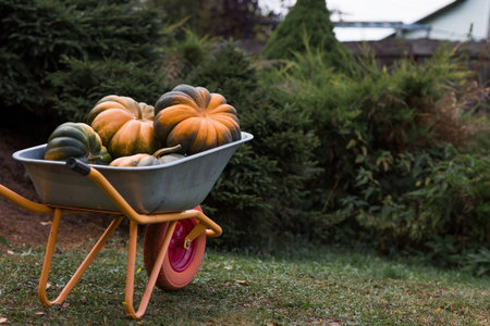 Autumn pumpkin background. A rich harvest of melon pumpkins in a garden wheelbarrow. The concept of...