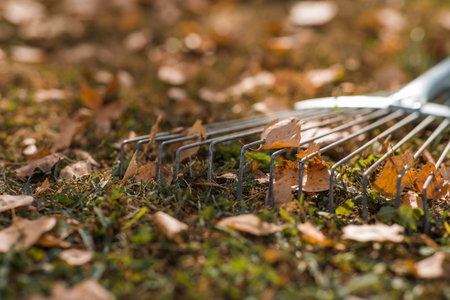 A bunch of autumn leaves and a rake in the garden. In autumn, people clean the lawn of dry leaves....