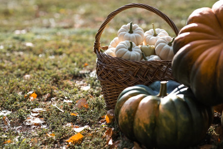 Autumn pumpkin background. White pumpkins in a wicker basket. A rich harvest. The concept of a Halloween or Thanksgiving holiday.の写真素材