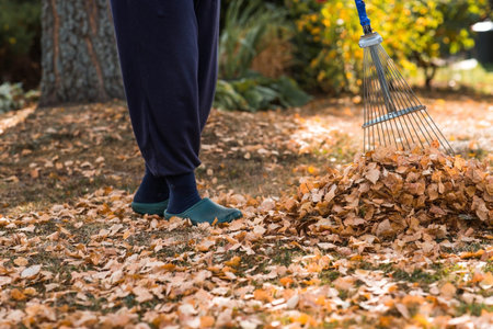 A bunch of autumn leaves and a woman is doing a general cleaning in the garden. In autumn, people...