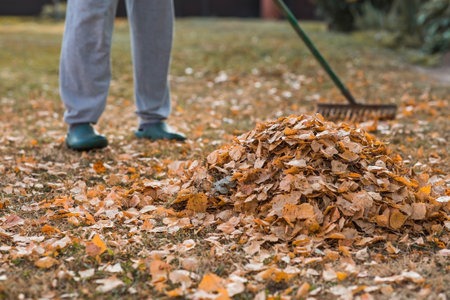 A bunch of autumn leaves and a woman is doing a general cleaning in the garden. In autumn, people clean the lawn of dry leaves. Gardening. Garden cleaning.の写真素材