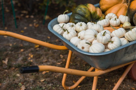 Autumn pumpkin background. A rich harvest of melon pumpkins in a garden wheelbarrow. The concept of...
