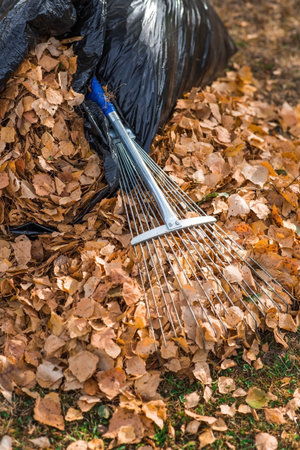 A bunch of autumn leaves and a woman is doing a general cleaning in the garden. In autumn, people...