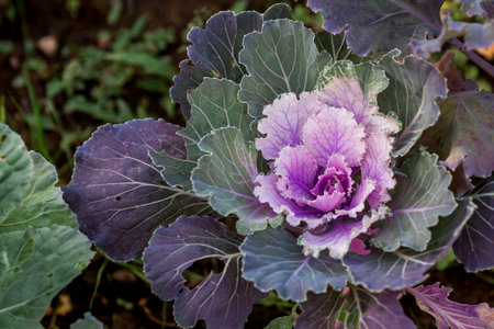 Autumn flowers. Decorative cauliflower in the garden. Autumn, sunny natural background with decorative cabbage.の写真素材