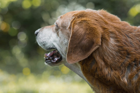 A stray animal. An old sad, abandoned, hungry dog is walking on the street. Shelter, rescue, charitable assistance, donations for homeless animals.の写真素材