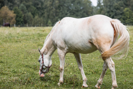 Beautiful natural landscape. Beautiful horses in the pasture. The horses are in the paddock. Livestock.の写真素材