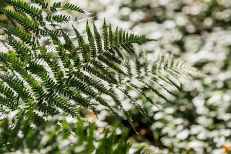 The background image is green. Natural, eco-friendly natural background. The texture of green fern...