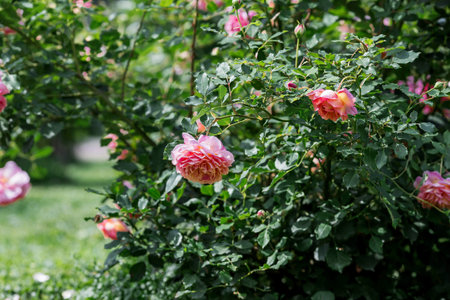 A lush bush rose, an elegant twig and flower buds. Beautiful sunlight. A natural, blooming,...