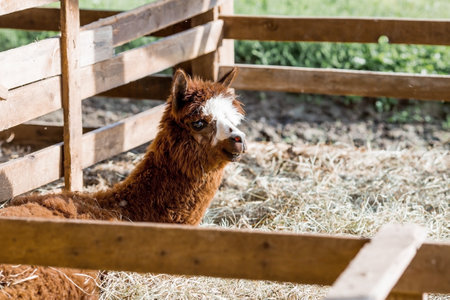 A picturesque scene, a brown llama in a pen. The concept of animal husbandry and rural life. Portrait of a smiling lama in the fresh air. Close-up. A pet on a private eco-farm. Agricultural industry.の写真素材