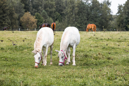Beautiful natural landscape. Beautiful horses in the pasture. The horses are in the paddock. Livestock.の写真素材