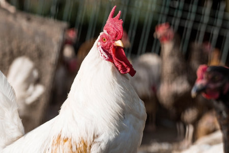 Portrait of hens and roosters in a pen on a poultry farm. Close-up. Domestic birds on the farm. Agricultural industry.の写真素材