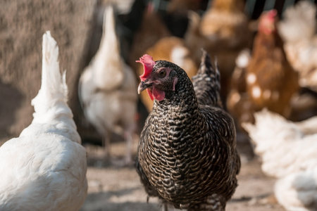 Portrait of hens and roosters in a pen on a poultry farm. Close-up. Domestic birds on the farm....