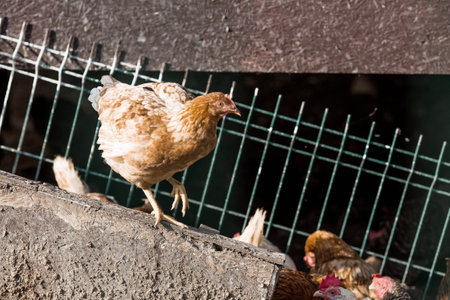Portrait of hens and roosters in a pen on a poultry farm. Close-up. Domestic birds on the farm. Agricultural industry.の写真素材