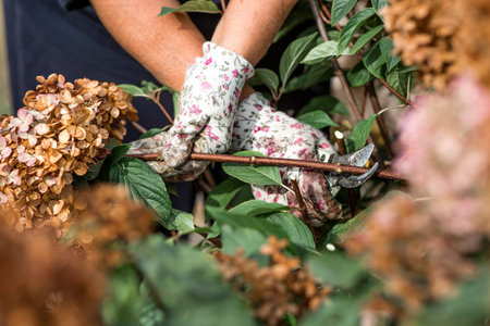 Autumn gardening. The gardener uses pruning shears. Pruning hydrangea bushes with pruning shears...