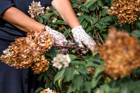 Autumn gardening. The gardener uses pruning shears. Pruning hydrangea bushes with pruning shears...