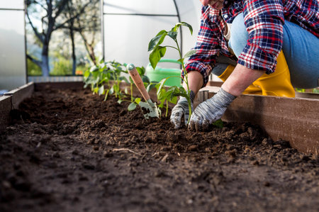 An elderly woman's hands are holding a young plant in the ground. Seedlings of bell peppers are planted in the ground. The concept of spring planting of vegetables and agricultureの写真素材
