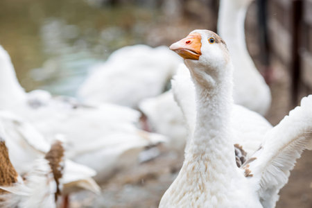 A poultry farm. The concept of animal husbandry and rural life. Poultry farming on a private eco-farm.の写真素材