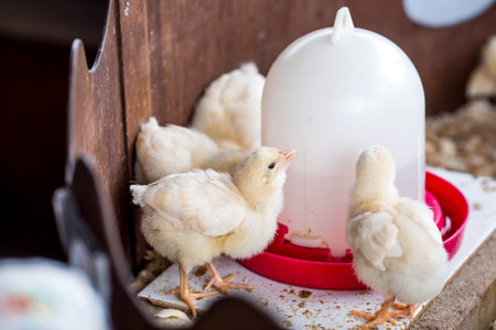 Pets. A poultry farm with chickens in an incubator. The concept of animal husbandry and rural life....