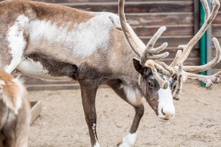 Portrait. A reindeer with beautiful antlers in a pen on a ranch, on an eco-farm or in a petting zoo. Animal husbandry. Love for animals.の写真素材